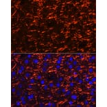 Immunofluorescence - Anti-Myelin PLP Antibody (A306001) - Antibodies.com