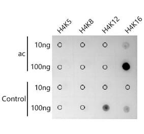 Dot Blot - Anti-Histone H4 (acetyl Lys16) Antibody [ARC55790] (A306003) - Antibodies.com