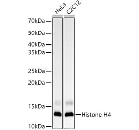 Western Blot - Anti-Histone H4 Antibody [ARC57963] (A306004) - Antibodies.com