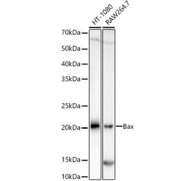 Western Blot - Anti-Bax Antibody [ARC5006-10] (A306010) - Antibodies.com