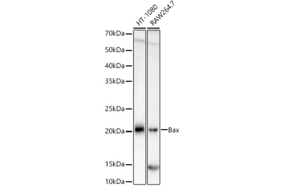 Western Blot - Anti-Bax Antibody [ARC5006-10] (A306010) - Antibodies.com