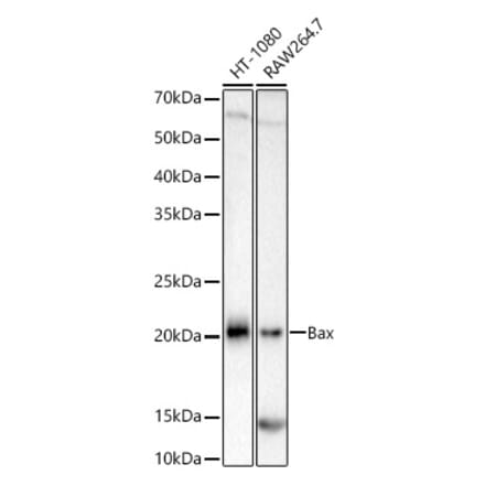 Western Blot - Anti-Bax Antibody [ARC5006-10] (A306010) - Antibodies.com