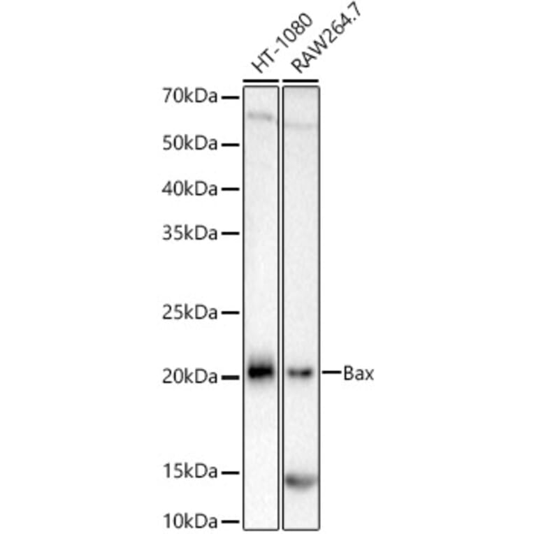 Western Blot - Anti-Bax Antibody [ARC5006-10] (A306010) - Antibodies.com
