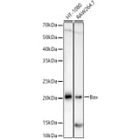 Western Blot - Anti-Bax Antibody [ARC5006-10] (A306010) - Antibodies.com