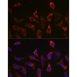 Immunofluorescence - Anti-Bax Antibody [ARC5006-10] (A306010) - Antibodies.com