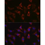 Immunofluorescence - Anti-Bax Antibody [ARC5006-10] (A306010) - Antibodies.com