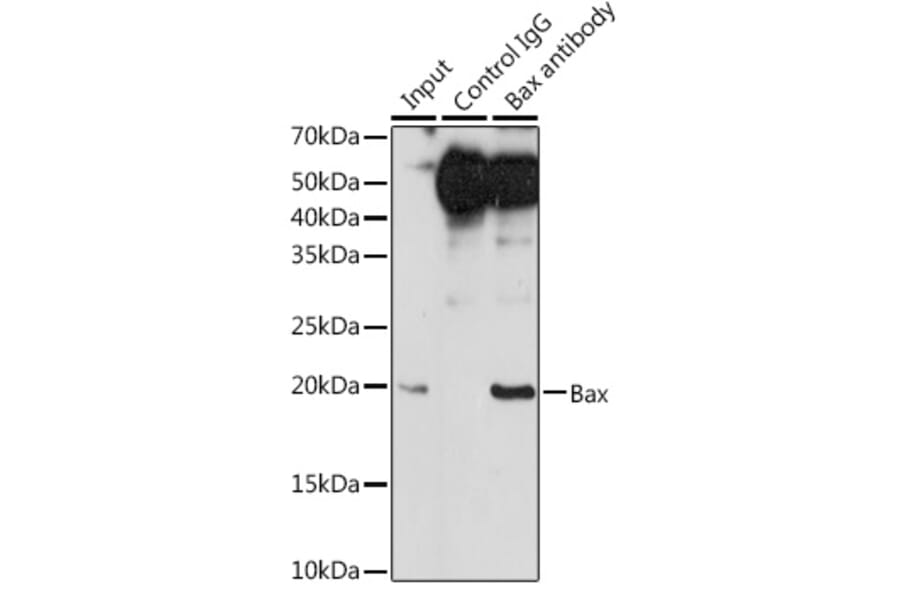 Western Blot - Anti-Bax Antibody [ARC5006-10] (A306010) - Antibodies.com