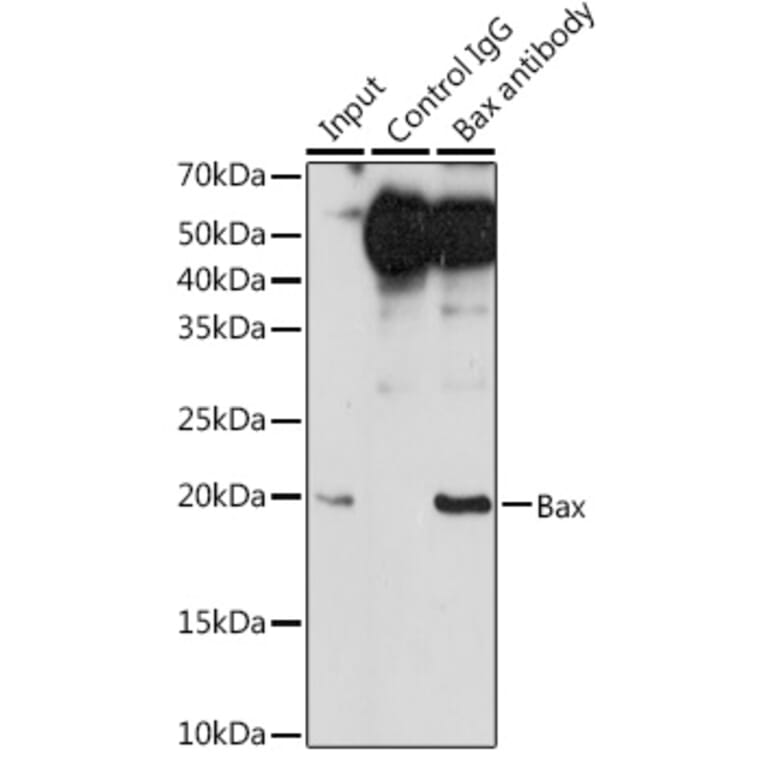 Western Blot - Anti-Bax Antibody [ARC5006-10] (A306010) - Antibodies.com