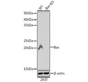 Western Blot - Anti-Bax Antibody [ARC5006-06] (A306011) - Antibodies.com