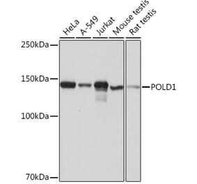 Western Blot - Anti-POLD1 Antibody [ARC0930] (A306013) - Antibodies.com