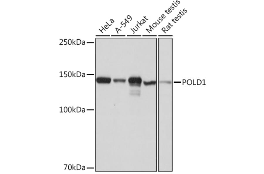 Western Blot - Anti-POLD1 Antibody [ARC0930] (A306013) - Antibodies.com