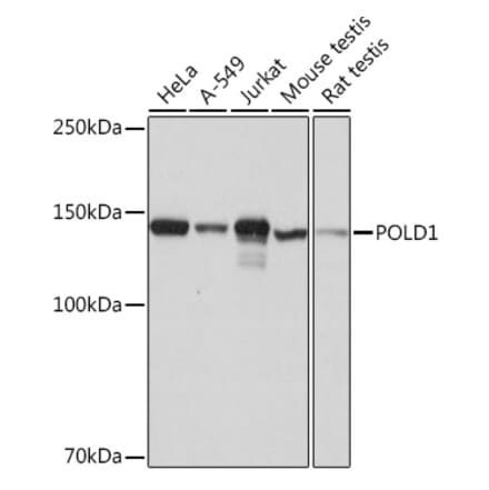 Western Blot - Anti-POLD1 Antibody [ARC0930] (A306013) - Antibodies.com