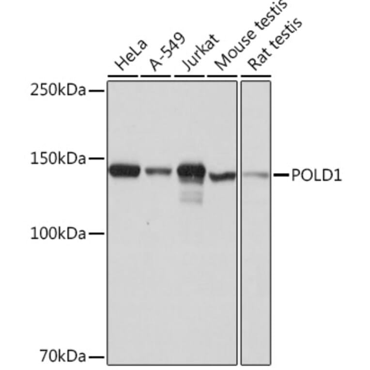 Western Blot - Anti-POLD1 Antibody [ARC0930] (A306013) - Antibodies.com