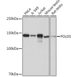 Western Blot - Anti-POLD1 Antibody [ARC0930] (A306013) - Antibodies.com