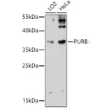 Western Blot - Anti-Pur B Antibody (A306014) - Antibodies.com