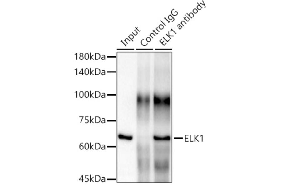 Western Blot - Anti-ELK1 Antibody [ARC0339] (A306016) - Antibodies.com