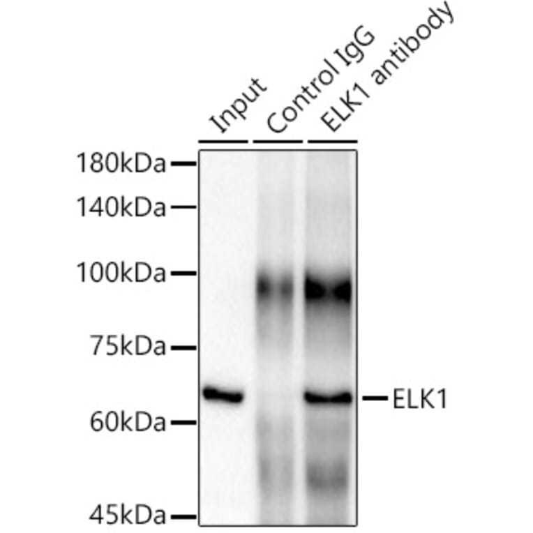 Western Blot - Anti-ELK1 Antibody [ARC0339] (A306016) - Antibodies.com