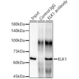 Western Blot - Anti-ELK1 Antibody [ARC0339] (A306016) - Antibodies.com