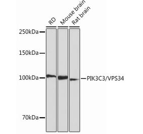 Western Blot - Anti-VPS34 Antibody [ARC0286] (A306019) - Antibodies.com