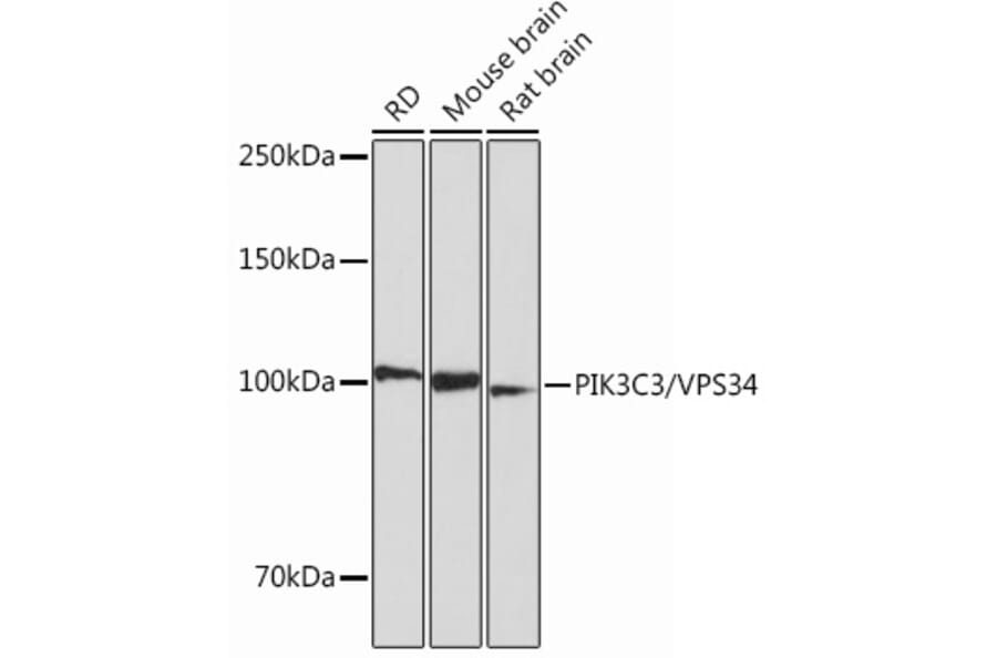Western Blot - Anti-VPS34 Antibody [ARC0286] (A306019) - Antibodies.com