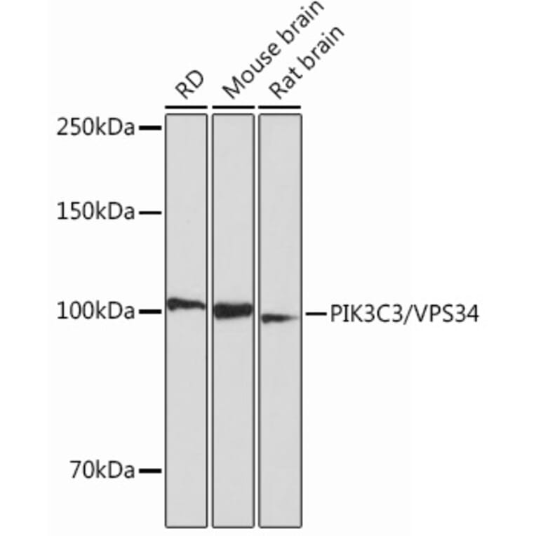 Western Blot - Anti-VPS34 Antibody [ARC0286] (A306019) - Antibodies.com