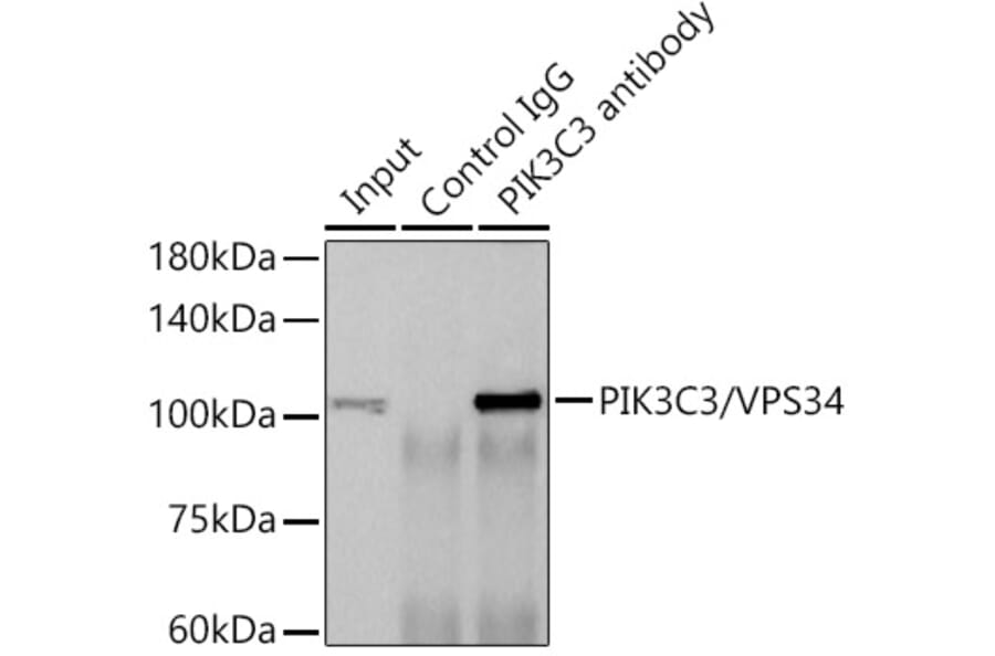 Western Blot - Anti-VPS34 Antibody [ARC0286] (A306019) - Antibodies.com