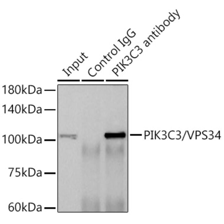 Western Blot - Anti-VPS34 Antibody [ARC0286] (A306019) - Antibodies.com