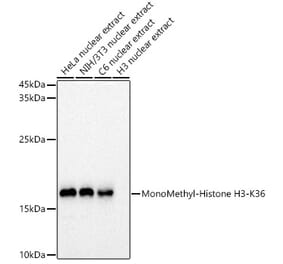 Western Blot - Anti-Histone H3 (mono methyl Lys36) Antibody (A306020) - Antibodies.com