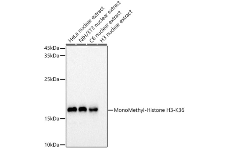 Western Blot - Anti-Histone H3 (mono methyl Lys36) Antibody (A306020) - Antibodies.com