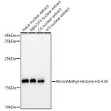 Western Blot - Anti-Histone H3 (mono methyl Lys36) Antibody (A306020) - Antibodies.com