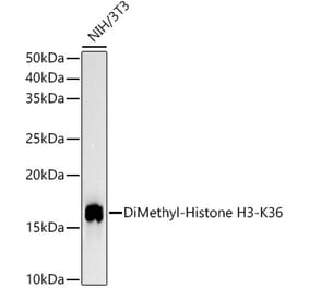 Western Blot - Anti-Histone H3 (di methyl Lys36) Antibody [ARC54175] (A306021) - Antibodies.com
