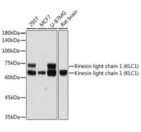Western Blot - Anti-KLC1 Antibody [ARC2409] (A306023) - Antibodies.com