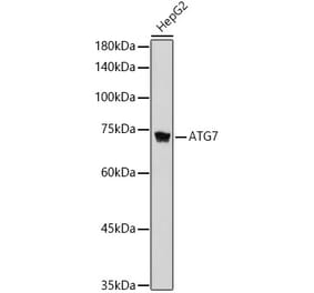 Western Blot - Anti-ATG7 Antibody [ARC2631] (A306024) - Antibodies.com