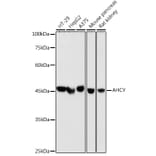 Western Blot - Anti-SAHH Antibody [ARC2674] (A306026) - Antibodies.com