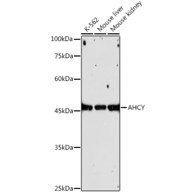 Western Blot - Anti-SAHH Antibody [ARC2674] (A306026) - Antibodies.com