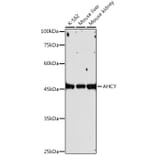 Western Blot - Anti-SAHH Antibody [ARC2674] (A306026) - Antibodies.com