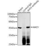 Western Blot - Anti-SAHH Antibody [ARC2674] (A306026) - Antibodies.com