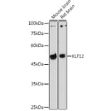 Western Blot - Anti-KLF12 Antibody (A306028) - Antibodies.com