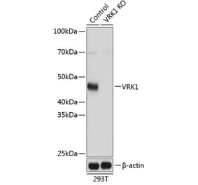 Western Blot - Anti-VRK1 Antibody (A306029) - Antibodies.com