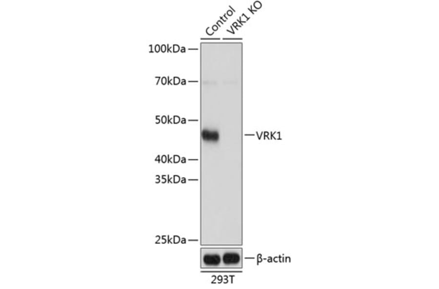 Western Blot - Anti-VRK1 Antibody (A306029) - Antibodies.com