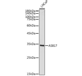 Western Blot - Anti-Asb17 Antibody (A306030) - Antibodies.com