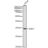 Western Blot - Anti-Asb17 Antibody (A306030) - Antibodies.com