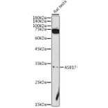 Western Blot - Anti-Asb17 Antibody (A306030) - Antibodies.com