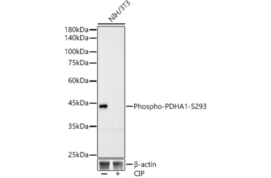Western Blot - Anti-PDHA1 (phospho Ser293) Antibody [ARC53489] (A306031) - Antibodies.com
