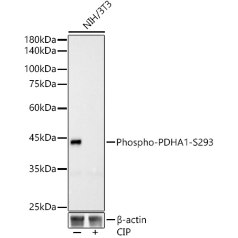 Western Blot - Anti-PDHA1 (phospho Ser293) Antibody [ARC53489] (A306031) - Antibodies.com