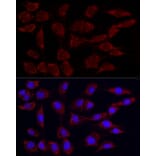 Immunofluorescence - Anti-PDHA1 (phospho Ser293) Antibody [ARC53489] (A306031) - Antibodies.com