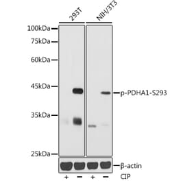 Western Blot - Anti-PDHA1 (phospho Ser293) Antibody (A306032) - Antibodies.com