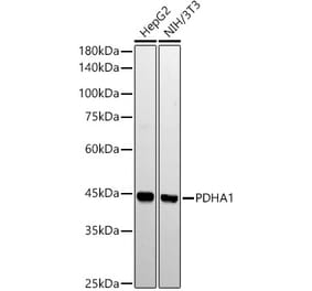 Western Blot - Anti-PDHA1 Antibody [ARC53497] (A306033) - Antibodies.com