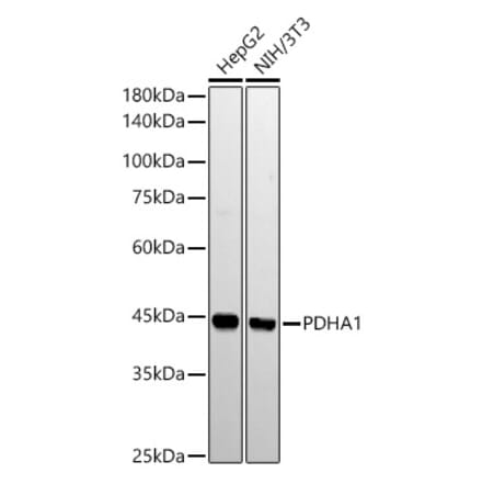 Western Blot - Anti-PDHA1 Antibody [ARC53497] (A306033) - Antibodies.com