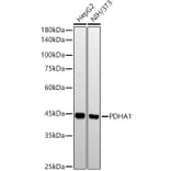 Western Blot - Anti-PDHA1 Antibody [ARC53497] (A306033) - Antibodies.com